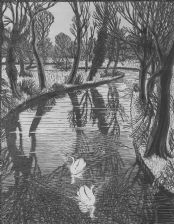 full colour wood-engraving original print: Swans